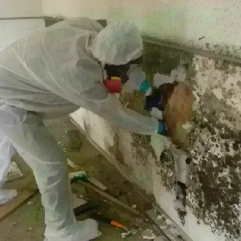 Mold Remediation and Removal in Folcroft, PA